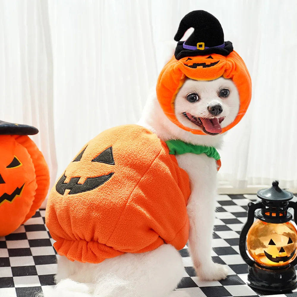 Small Dog Pumpkin Costume